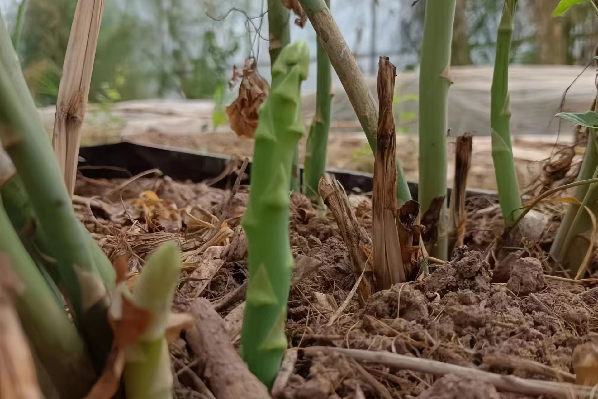 威廉希尔中文网站平台